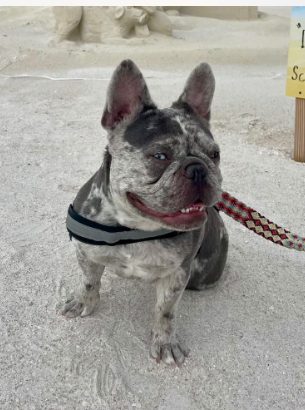 One of our MonRoyal Frenchies parents at the beach