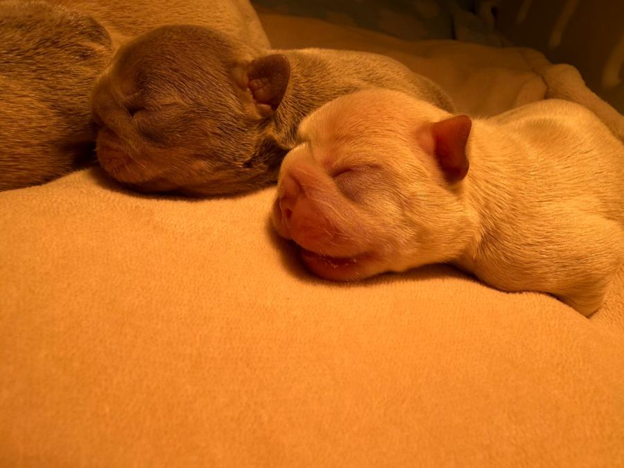 A puppy from the Christmas litter