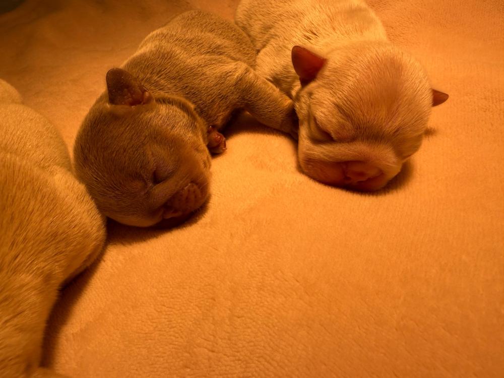 MonRoyal Frenchies puppy