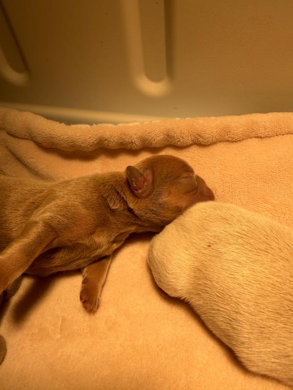 A puppy from the Christmas litter
