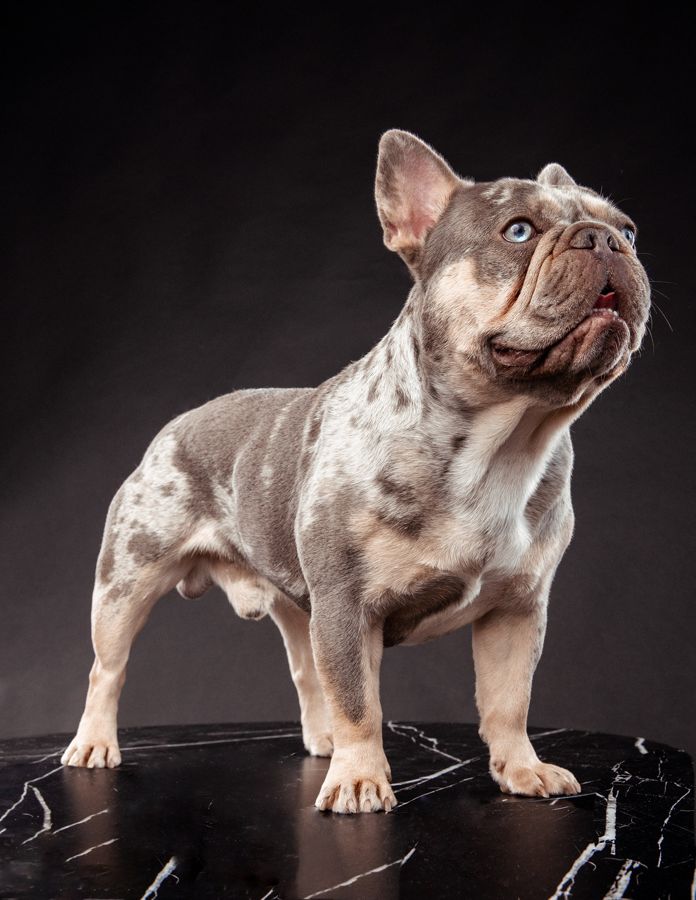 One of our MonRoyal Frenchies parents