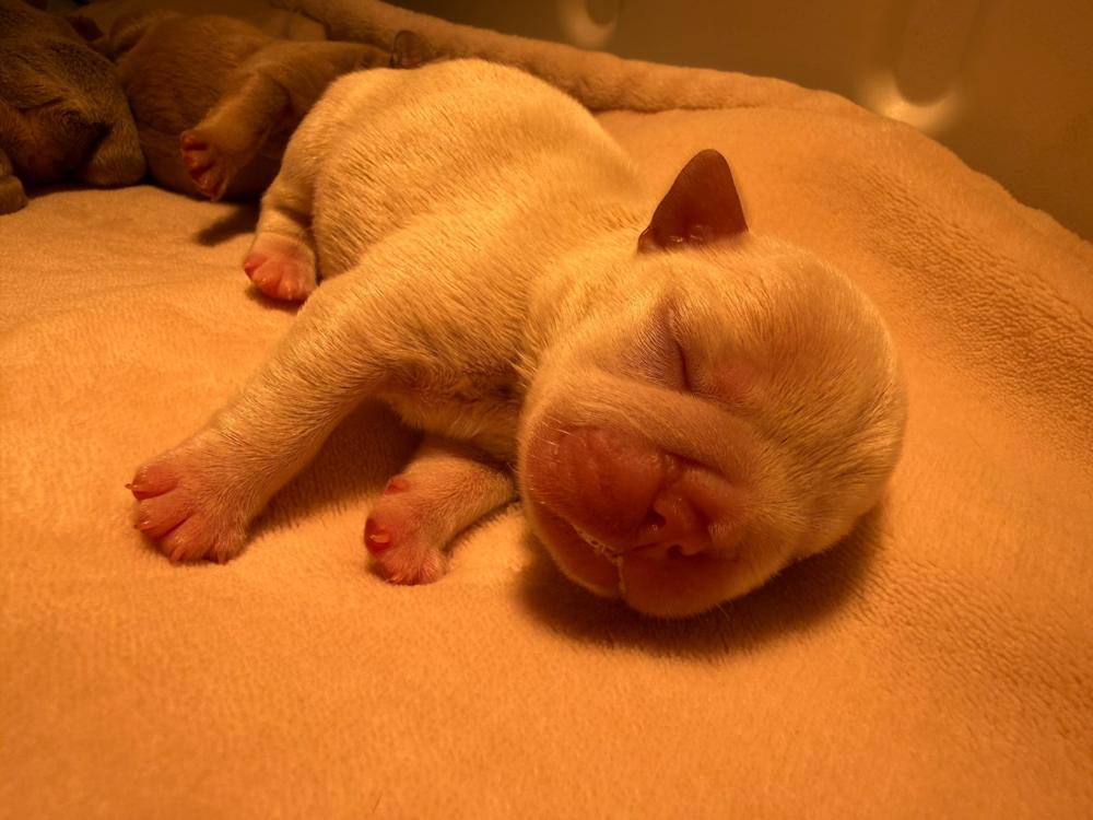 MonRoyal Frenchies puppy