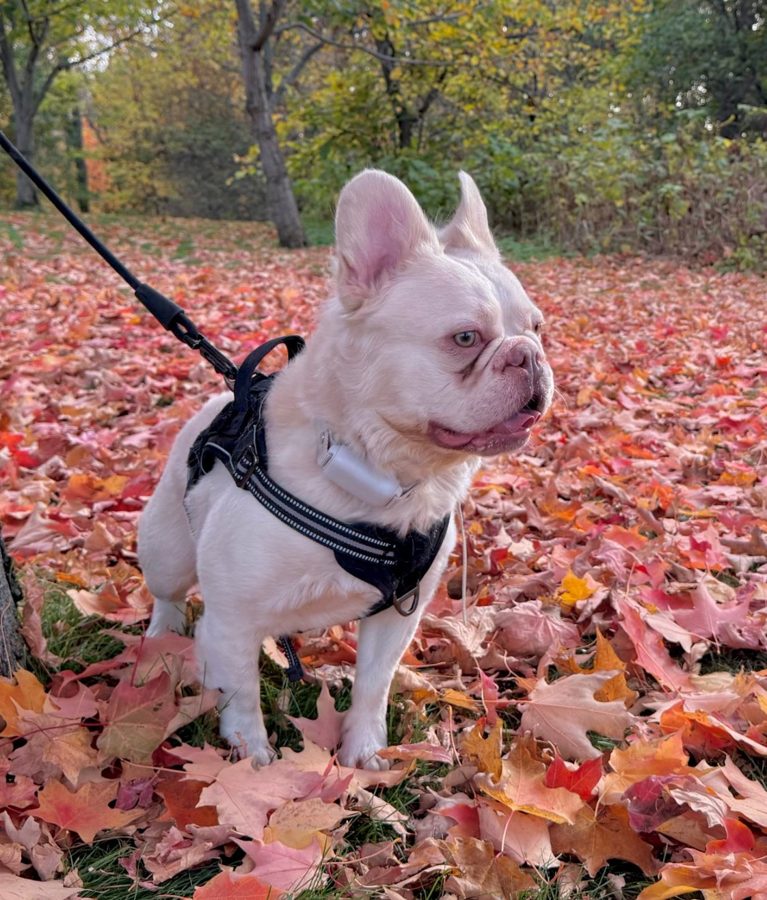 One of our MonRoyal Frenchies parents on an autumn walk
