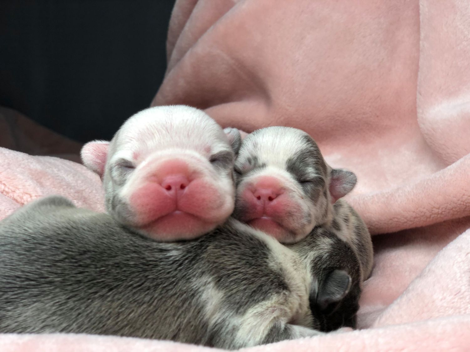 Two newborn Frenchie puppies sleeping on a pink blanket