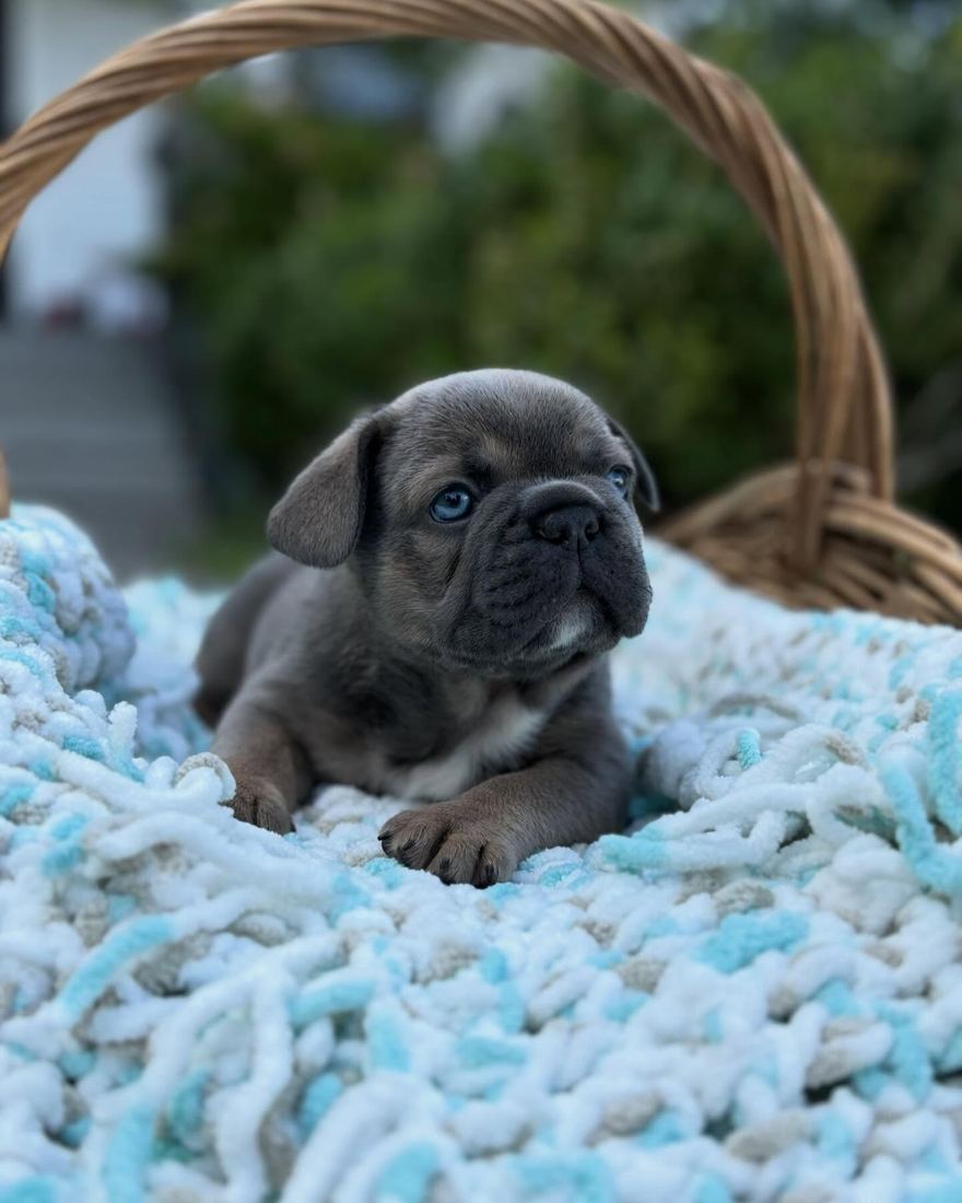 A MonRoyal Frenchies puppy