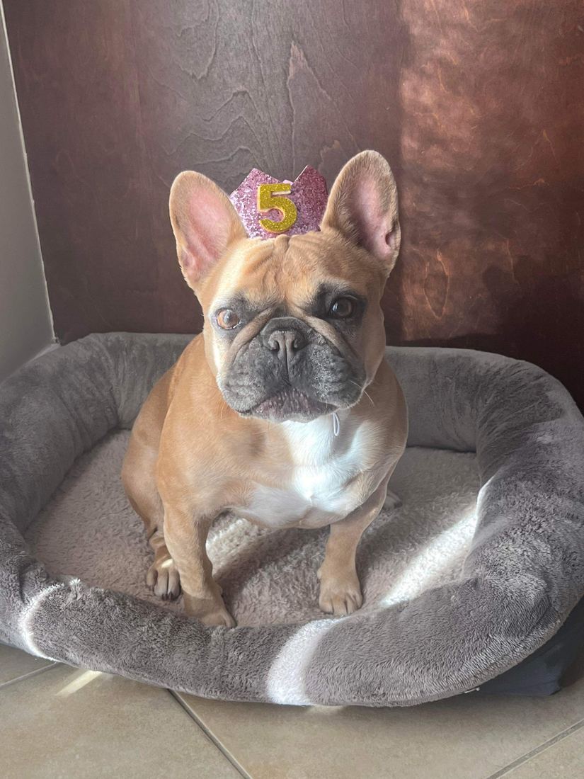 A MonRoyal Frenchies puppy
