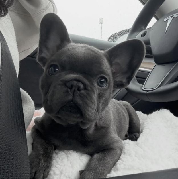 A MonRoyal Frenchies puppy