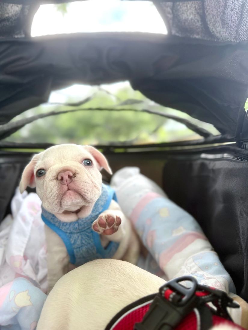 A MonRoyal Frenchies puppy