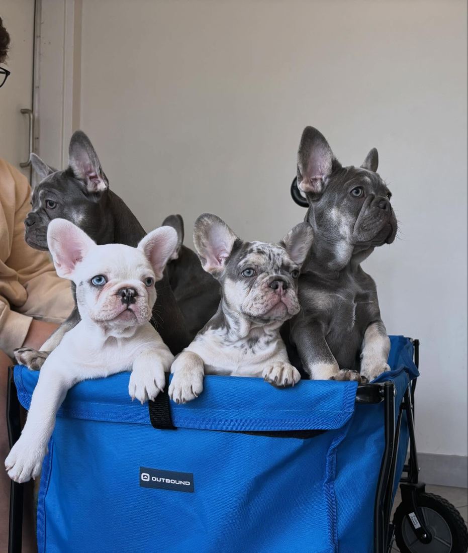 A MonRoyal Frenchies puppy