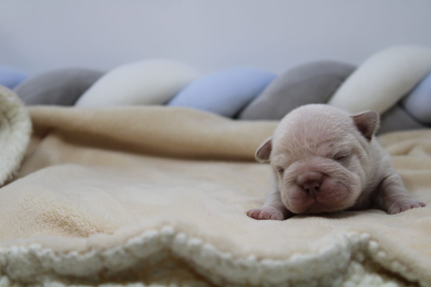 A puppy from the Christmas litter
