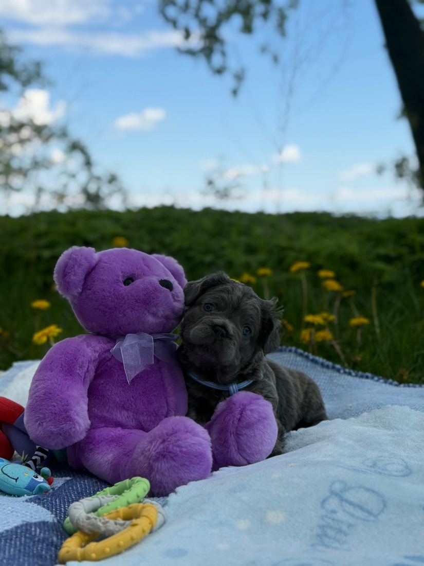 A MonRoyal Frenchies puppy