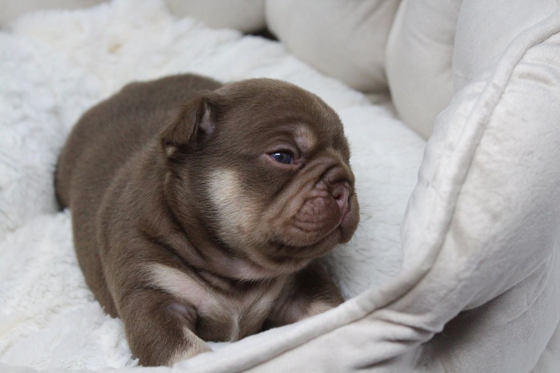 A MonRoyal Frenchies puppy