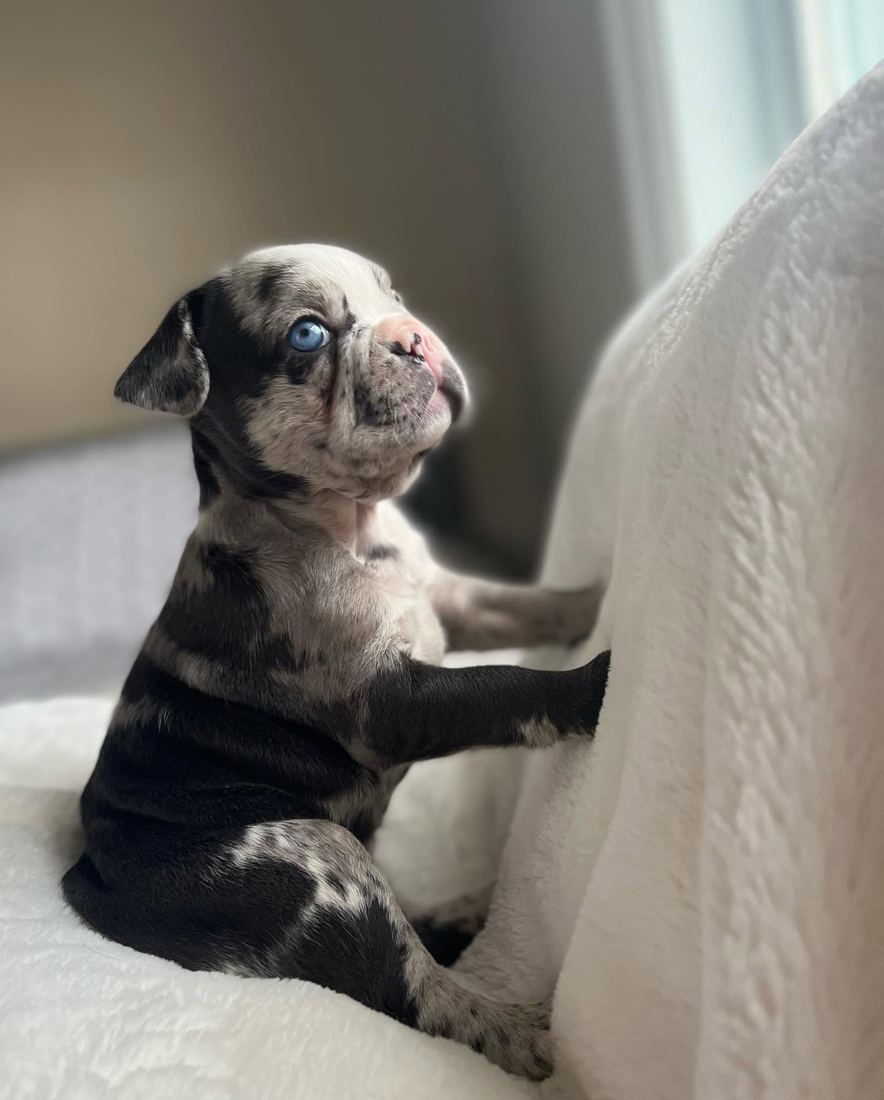 A MonRoyal Frenchies puppy
