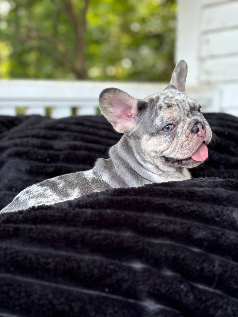 A MonRoyal Frenchies puppy