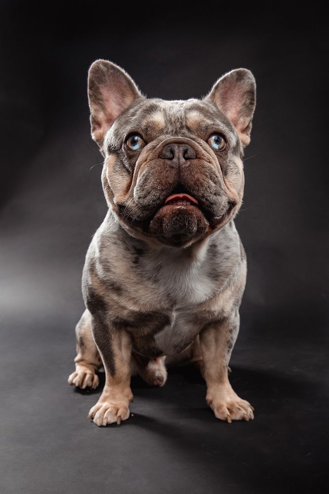 A retired MonRoyal Frenchies parent