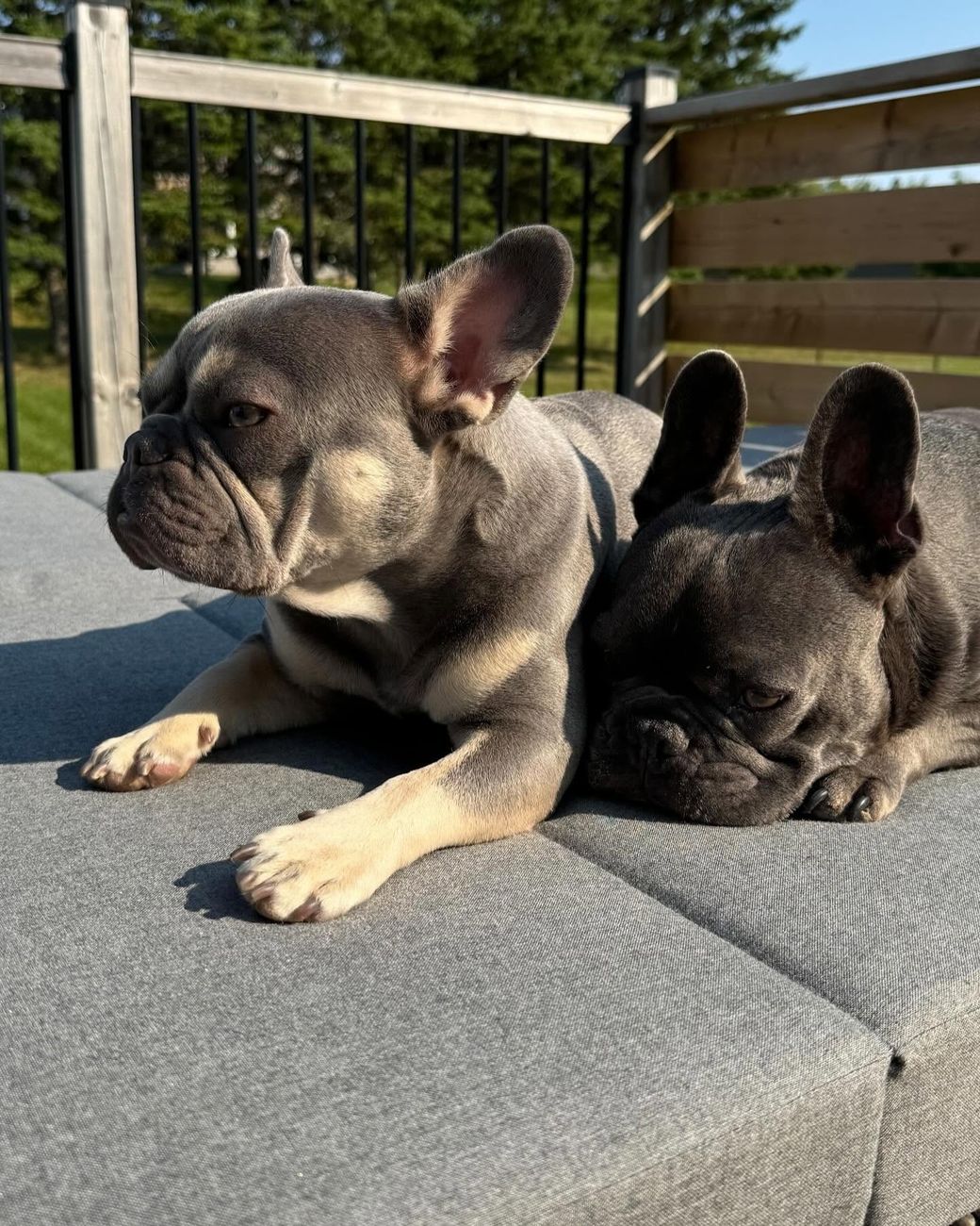 Two MonRoyal Frenchies adults relaxing on a sunny patio