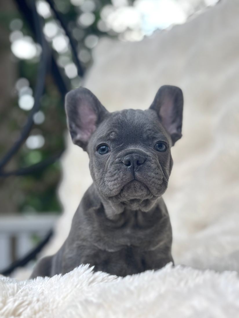 A MonRoyal Frenchies puppy