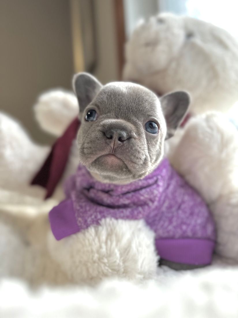 A MonRoyal Frenchies puppy