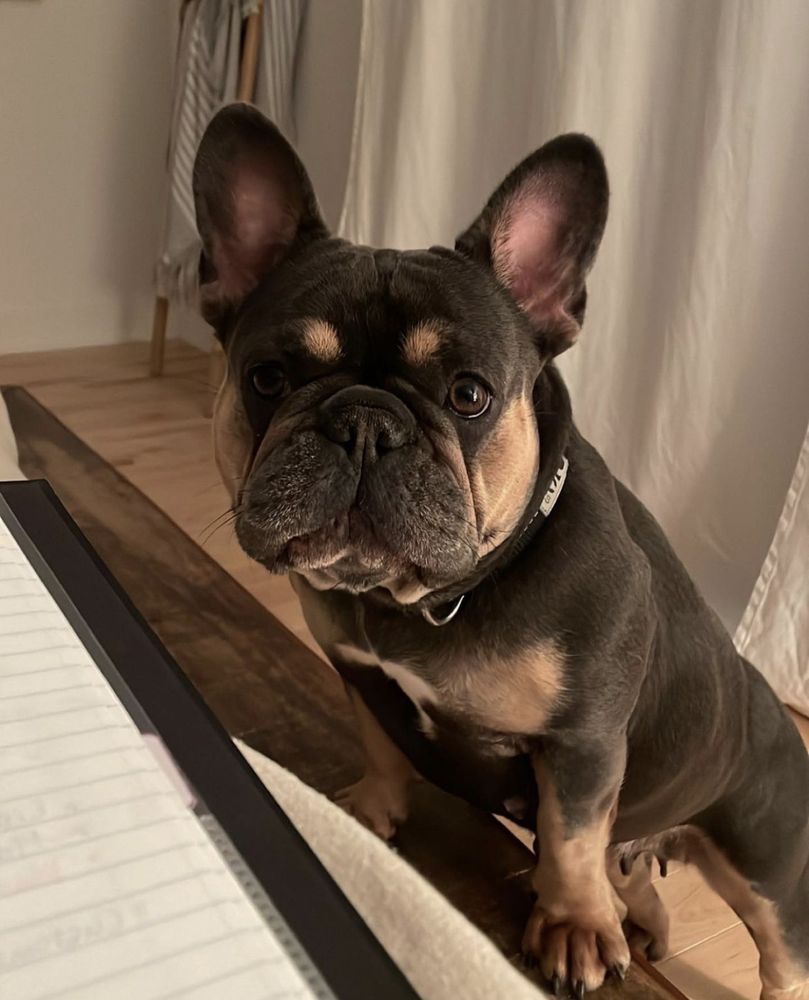 A retired MonRoyal Frenchies parent