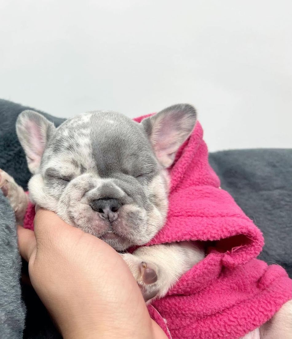 A MonRoyal Frenchies puppy