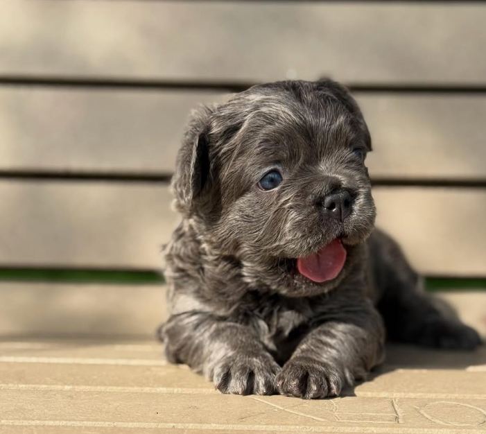 A MonRoyal Frenchies puppy