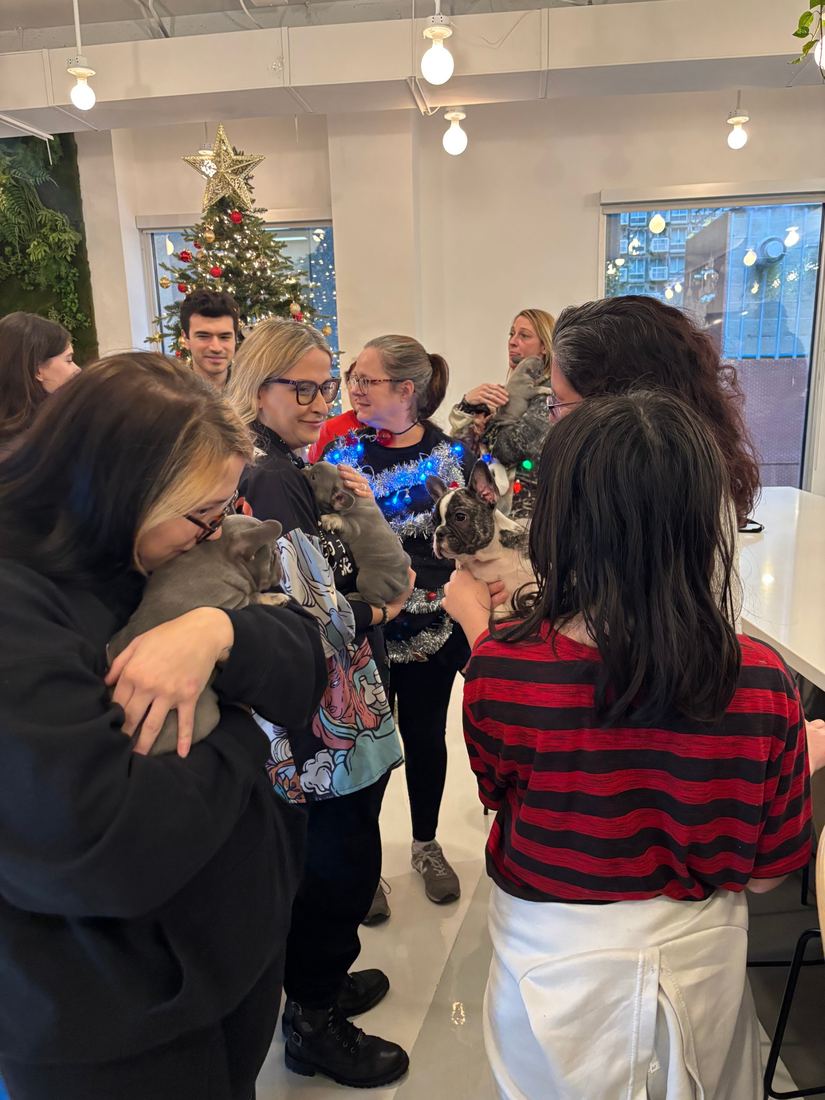 A MonRoyal Frenchies puppy event