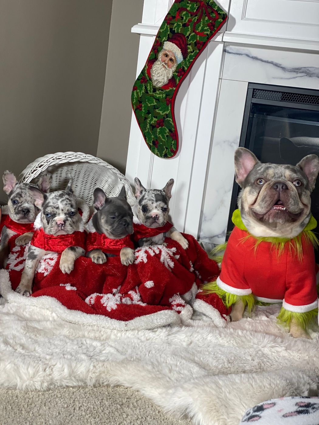 A MonRoyal Frenchies parent with puppies at Christmas