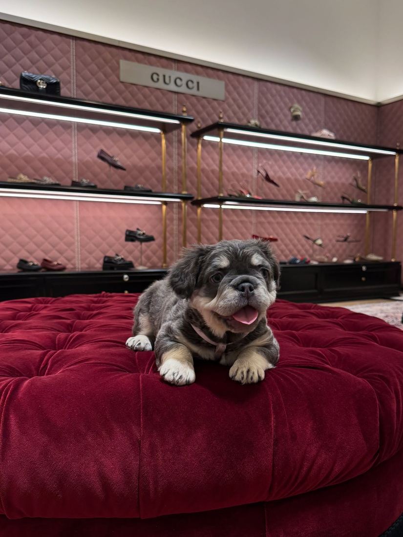 A MonRoyal Frenchies puppy