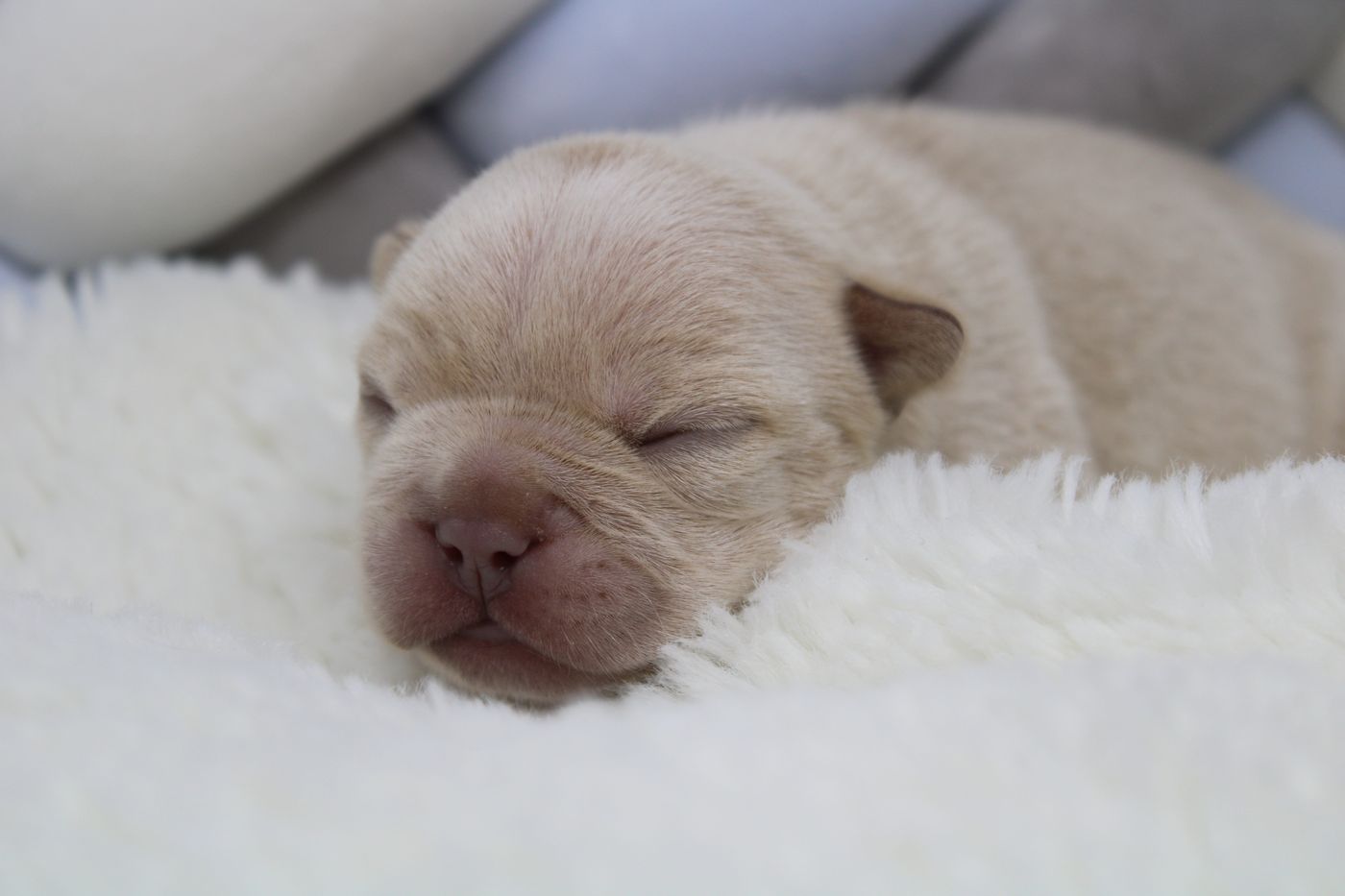 A puppy from the Christmas litter