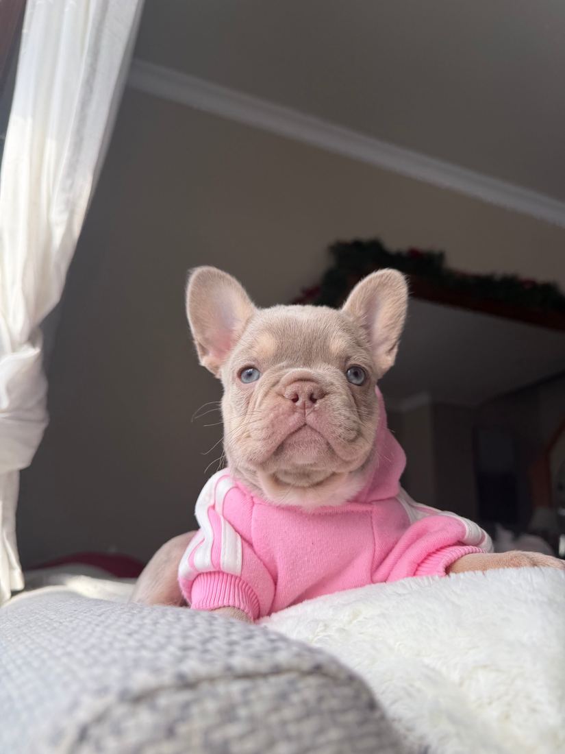 A MonRoyal Frenchies puppy
