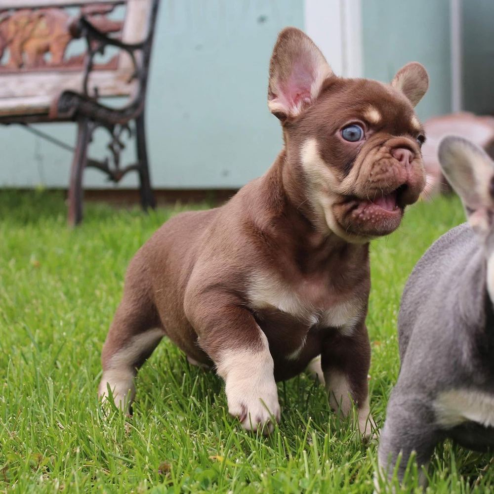 MonRoyal Frenchies dogs