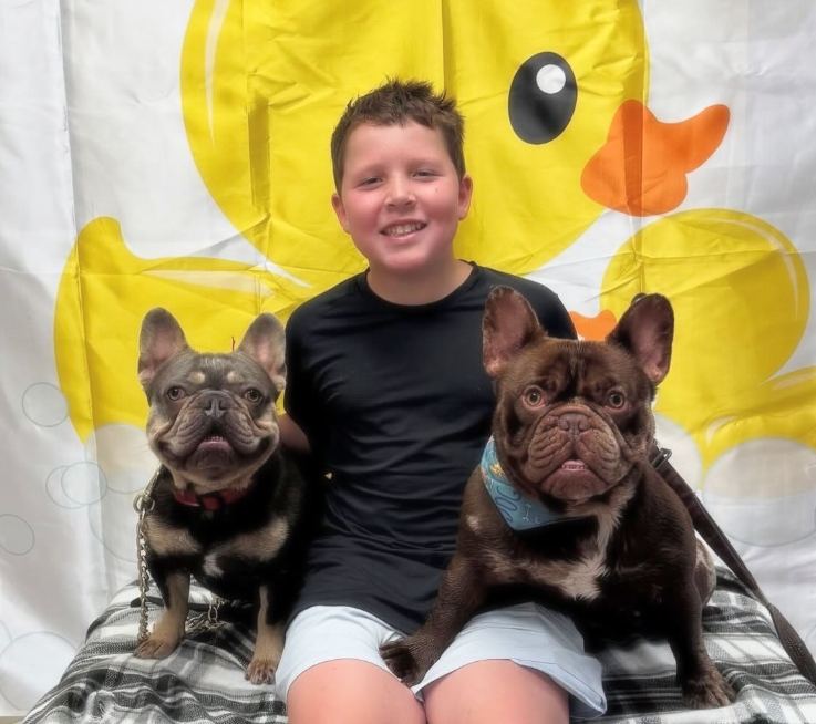A MonRoyal Frenchies puppy