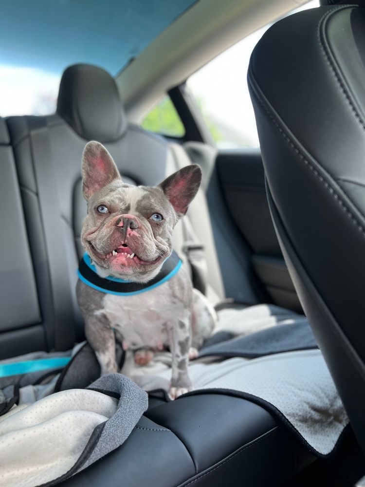 A retired MonRoyal Frenchies parent