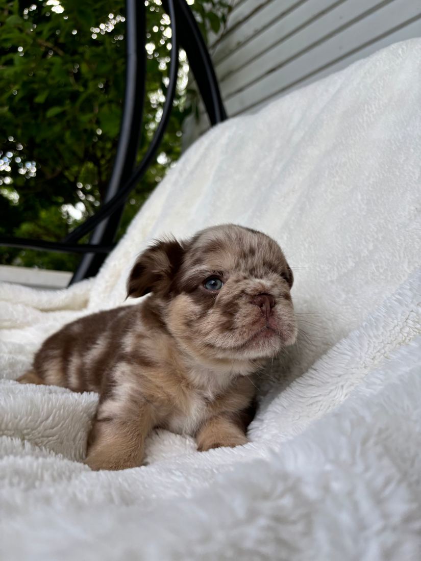 A MonRoyal Frenchies puppy