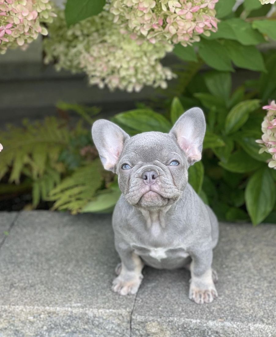 A MonRoyal Frenchies puppy