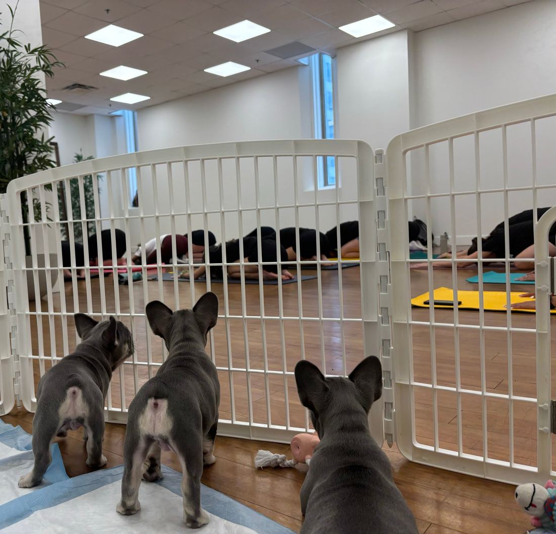 A MonRoyal Frenchies puppy event