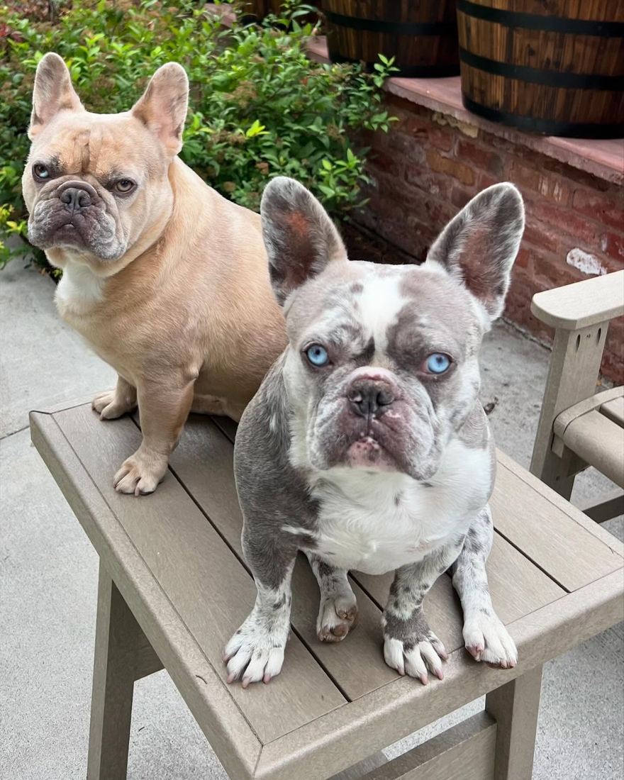 A MonRoyal Frenchies puppy