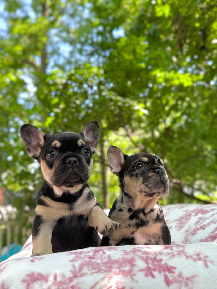 A MonRoyal Frenchies puppy