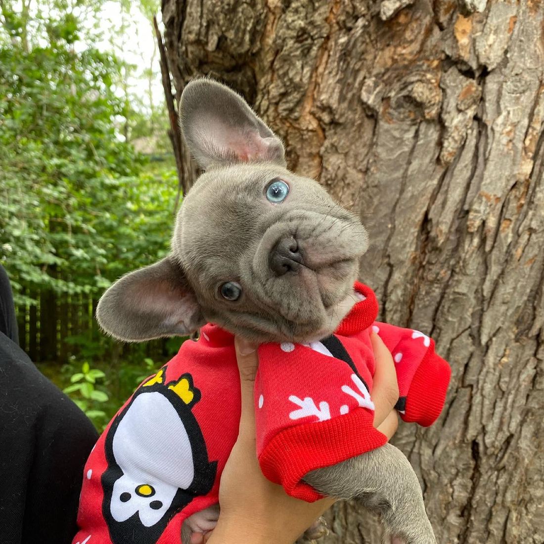 A MonRoyal Frenchies puppy