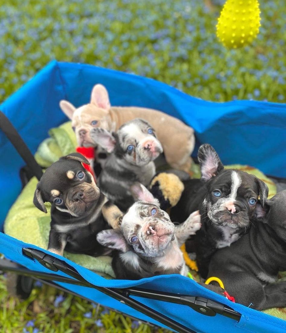 A MonRoyal Frenchies puppy