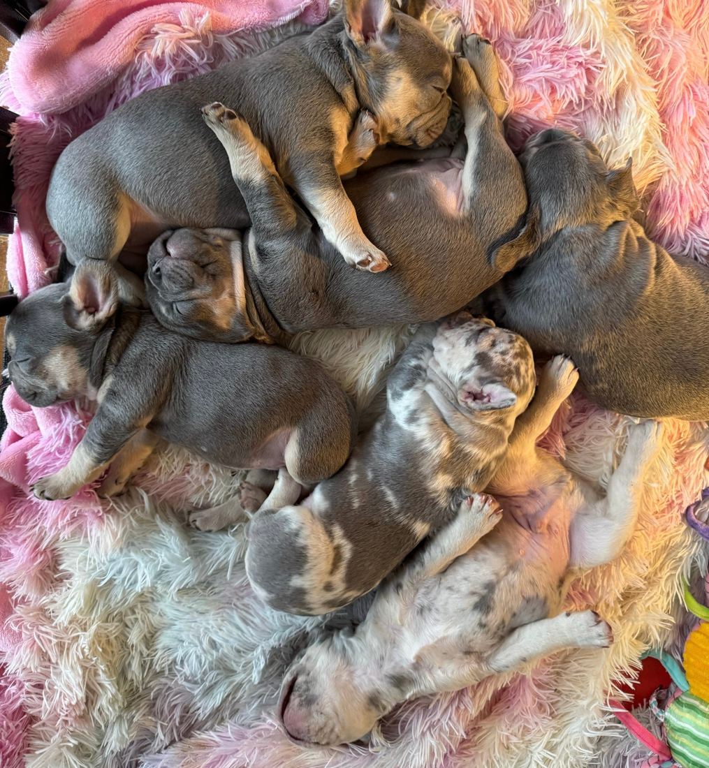 A MonRoyal Frenchies puppy