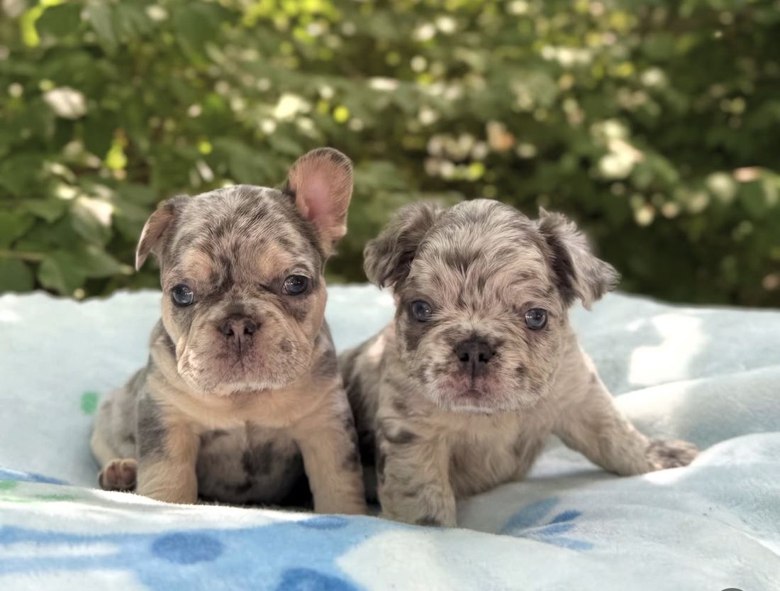 A MonRoyal Frenchies puppy