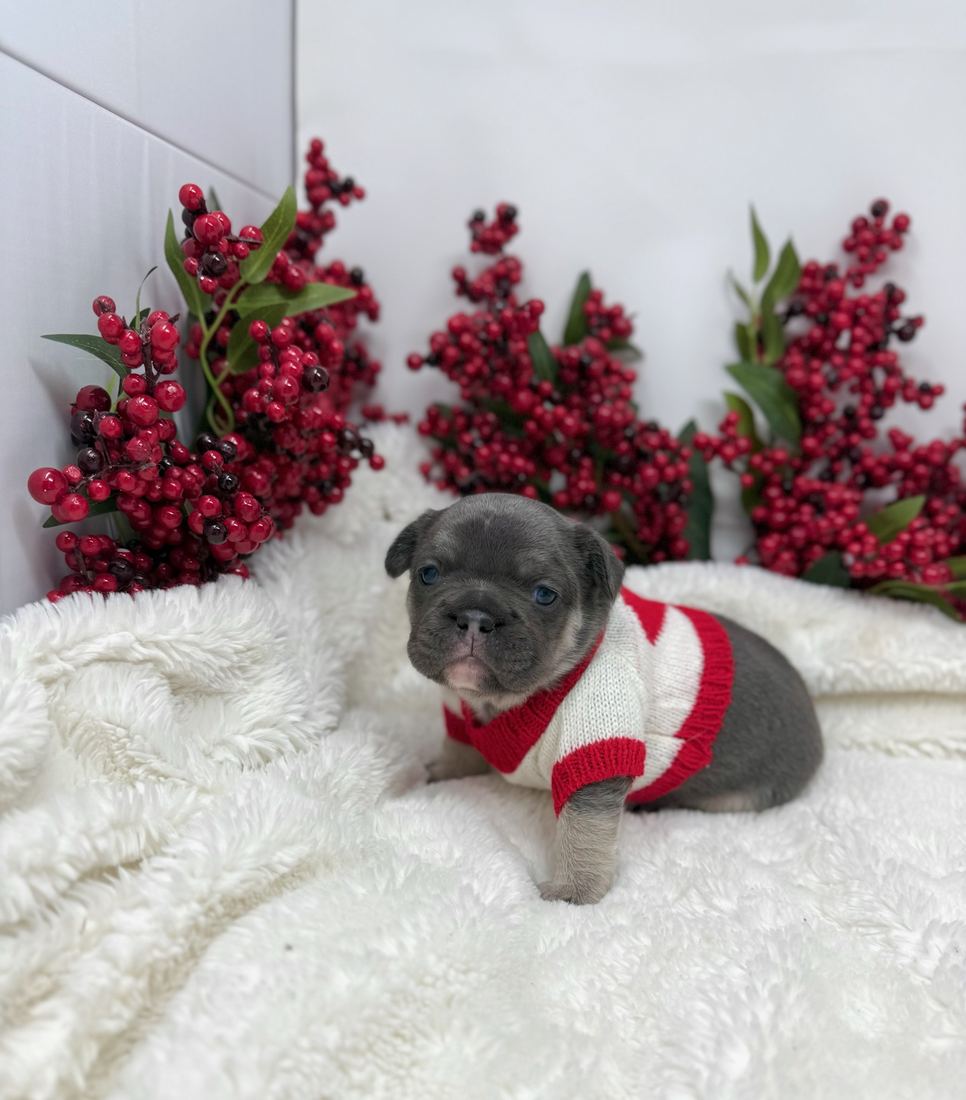 A MonRoyal Frenchies puppy