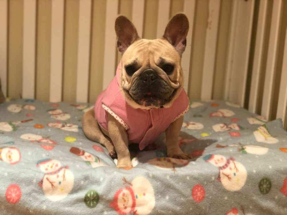 A retired MonRoyal Frenchies parent