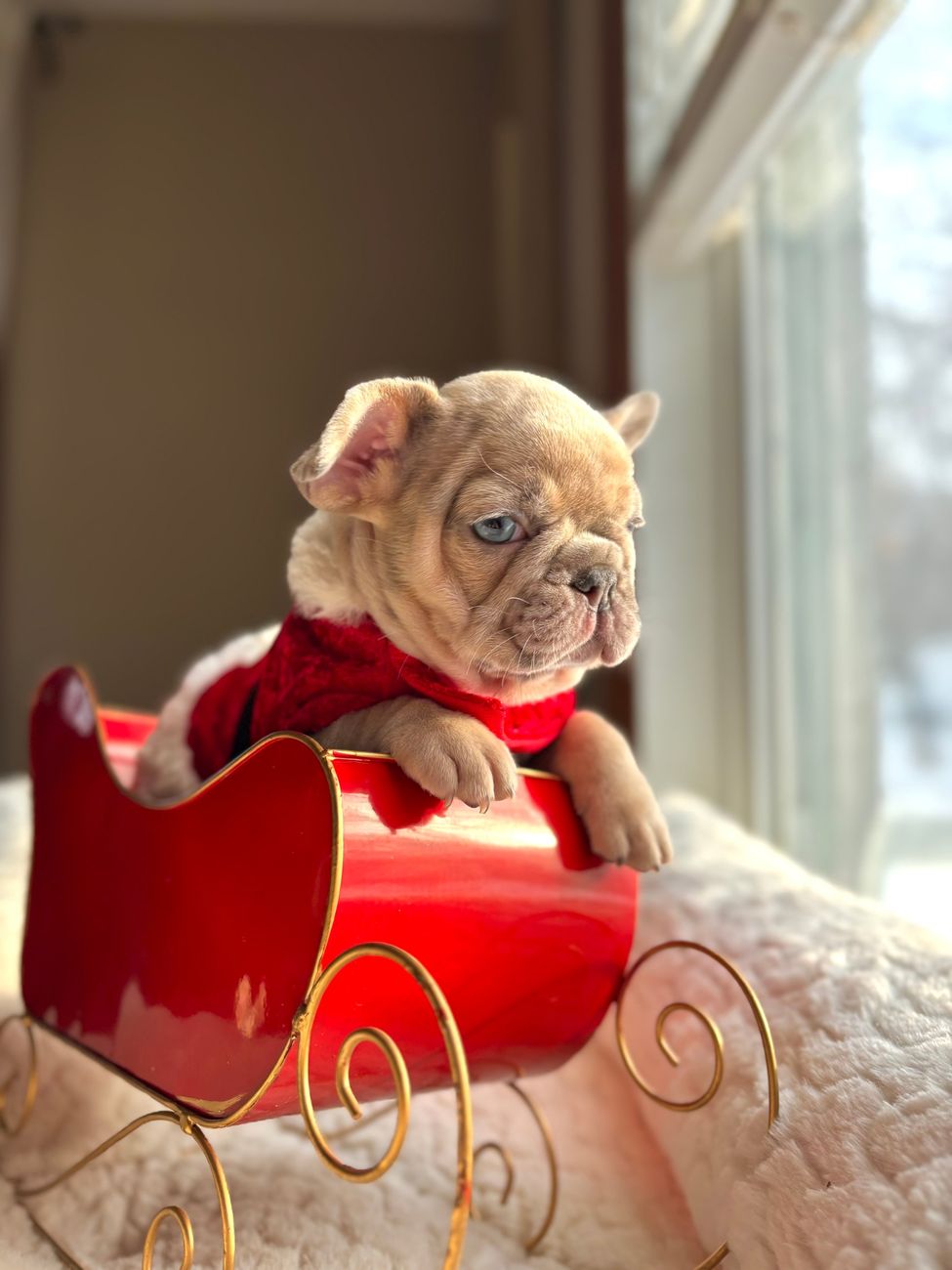 A Frenchie puppy in a red Christmas sleigh