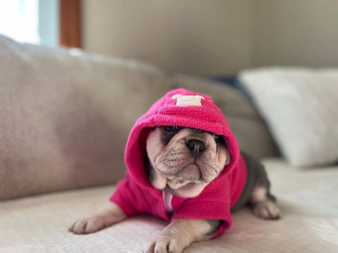 A MonRoyal Frenchies puppy