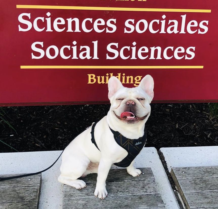 A retired MonRoyal Frenchies parent