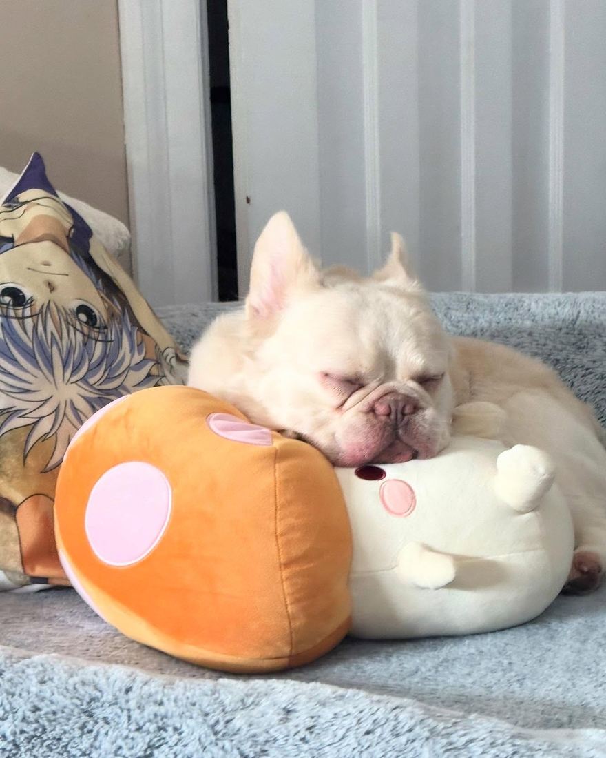 A MonRoyal Frenchies puppy