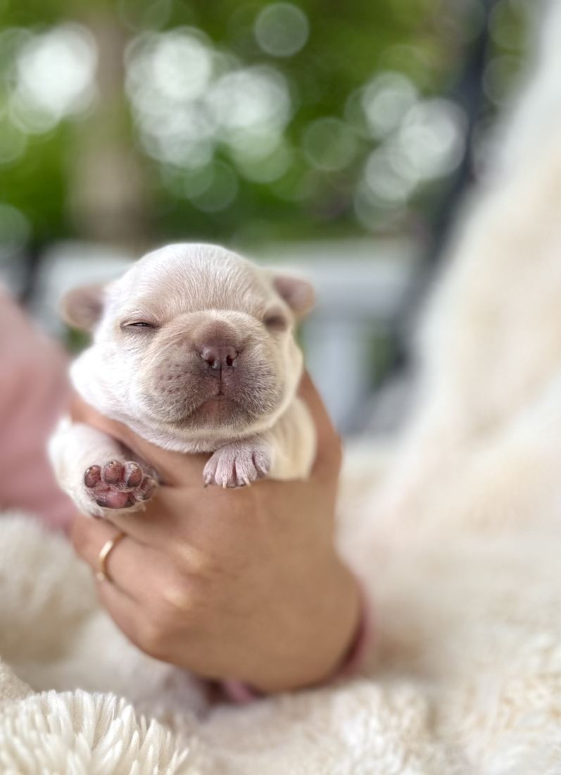 A MonRoyal Frenchies puppy