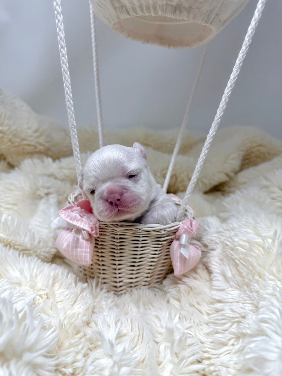 A newborn puppy in a little hot air balloon basket